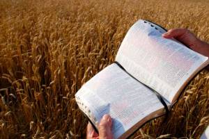 bible-wheat-field-520x348